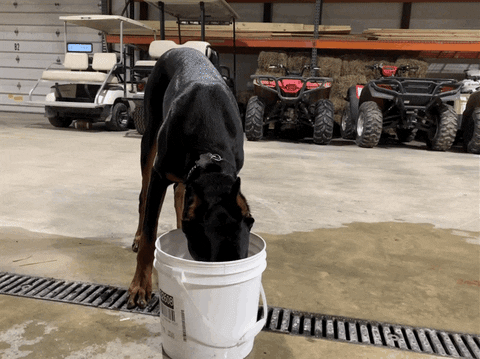 giphy.gif
