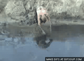 Image result for mud dive gif