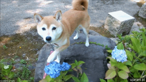 perrito jugando con una flor 
