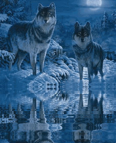 Wolves GIF - Find & Share on GIPHY