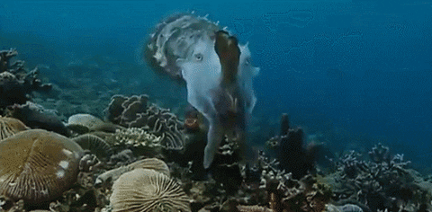 Cuttlefish's Hypnosis