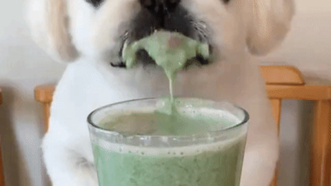 Cutest Dog Ever Funny Gif