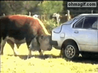 sapi besar ngangkat mobil, sapi besar yang lucu