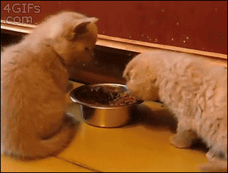 Kitten Pets Sibling White Eating Cute Funny