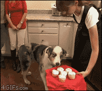 reaction animals dog eyes cupcake