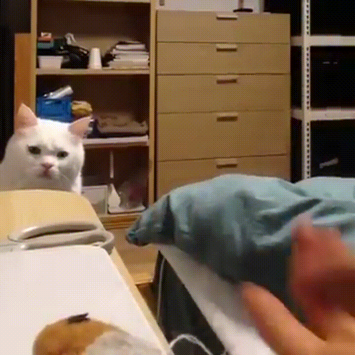cat toy gif find share on giphy