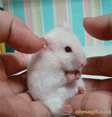 Cute hamster looking very surprised
