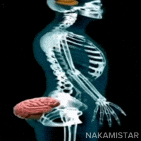 GIF brain in ass xray para Instagram