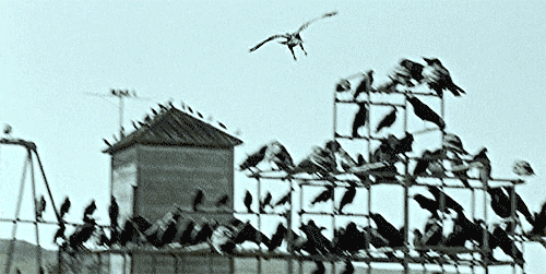 cinema birds alfred hitchcock hitchcock 1963