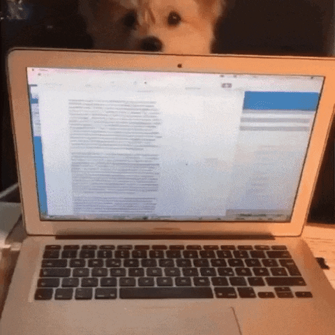 Give me attention hooman in dog gifs