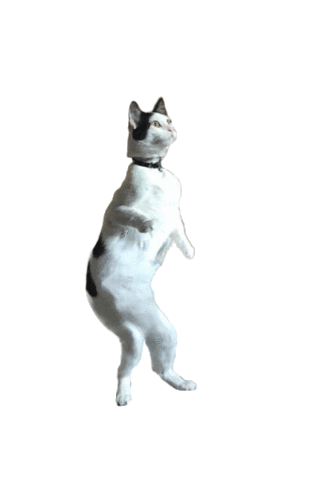 giphy.gif