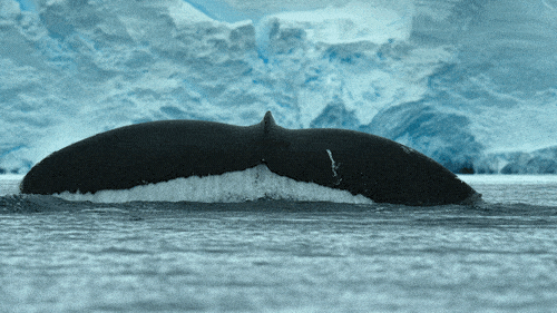 10 curiosidades fascinantes sobre las ballenas