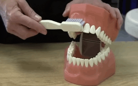 Toothbrushing GIFs - Find & Share on GIPHY