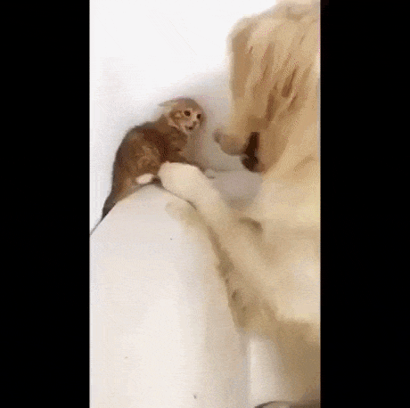 giphy-downsized-large.gif