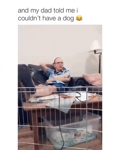 Dad and Dog in dog gifs