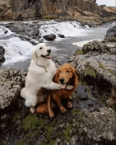 two dogs who are best friends