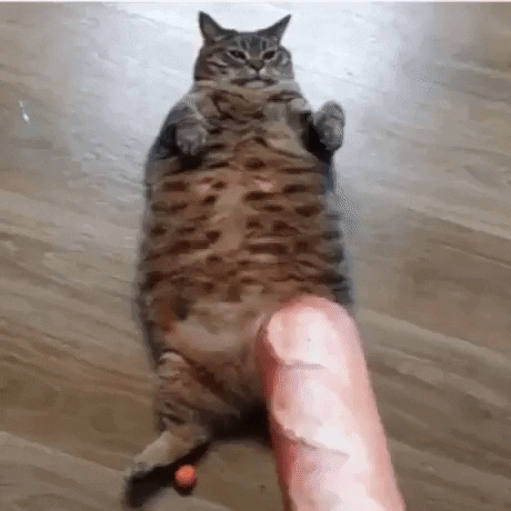 Chonky catto in cat gifs