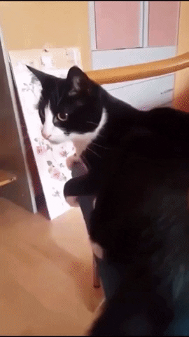 WTF tail in funny gifs