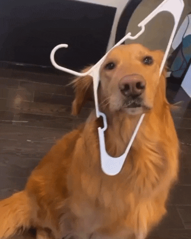 Dog GIF