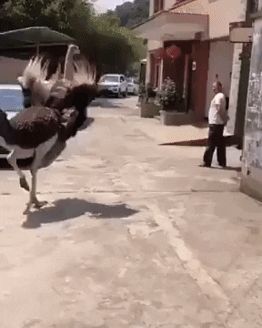 Funniest hit and run in funny gifs