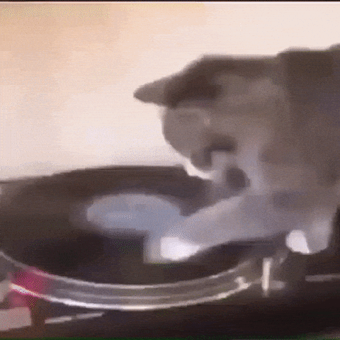 Spinning catto in cat gifs