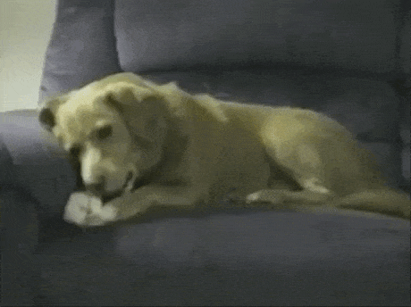 Trust no one in dog gifs