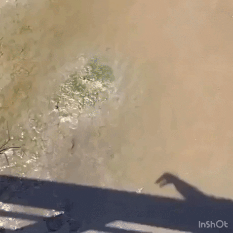 Crab fighting the shadow in funny gifs
