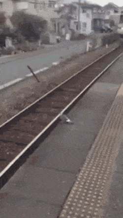 Why fly when you can take train in funny gifs