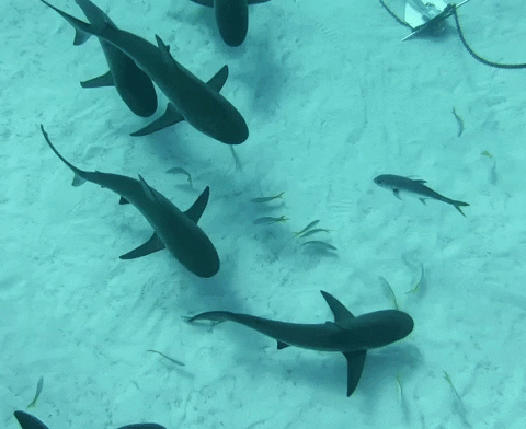 10 datos de los tiburones que querrás conocer