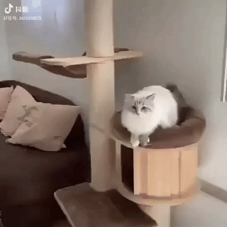 The leap of faith in cat gifs