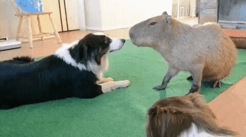 23 Animal GIFs That Are Too Cute To Miss | Cuteness