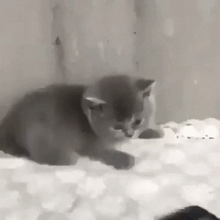 Scary phone in cat gifs