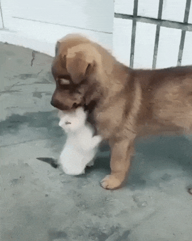 A dog and cat bond in animals gifs