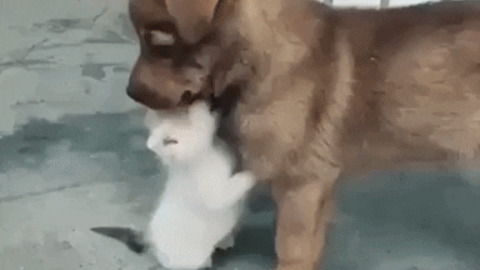 A dog and cat bond