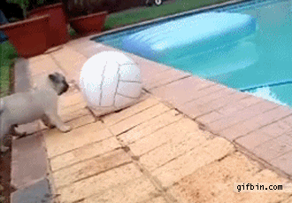 A dog falling into a pit
