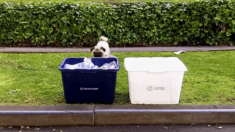 dog trash pug garbage recycle GIF