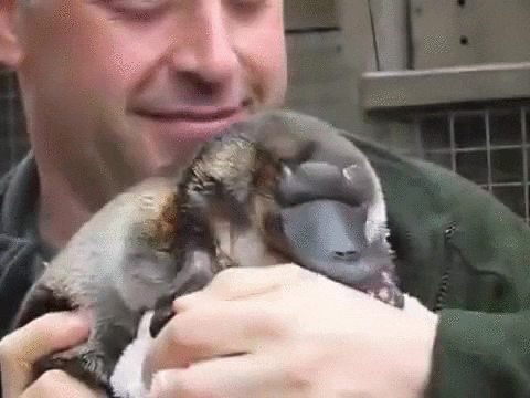 Looks Platypus GIF