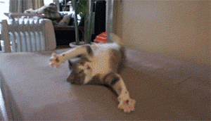 Cats Crazy Cat GIF - Find & Share on GIPHY