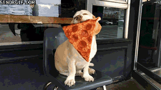 Dog with pizza slice