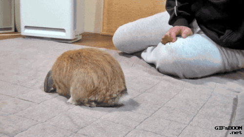 Bunny Rabbit Find And Share On Giphy