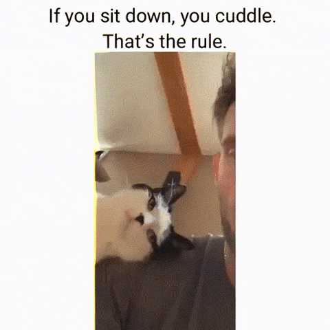 The only rule in cat gifs