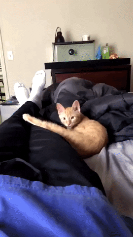 Whatya looking at in cat gifs