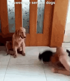 Awesome service dog in dog gifs