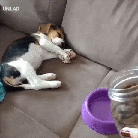 How to wake up a puppy in funny gifs