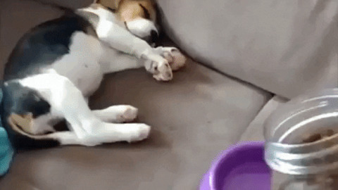 How to wake up a puppy