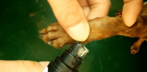 ComfyGears™ Gentle Pet Nail Trimmer