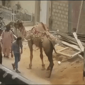Never mess with camel in fail gifs