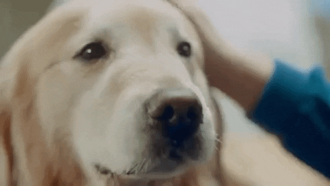 Golden Retriever Cute Dog GIF by ADWEEK - Find & Share on GIPHY