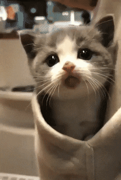 Handy pocket catto in cat gifs