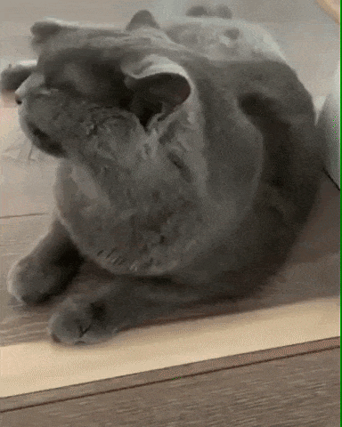 The heck in cat gifs